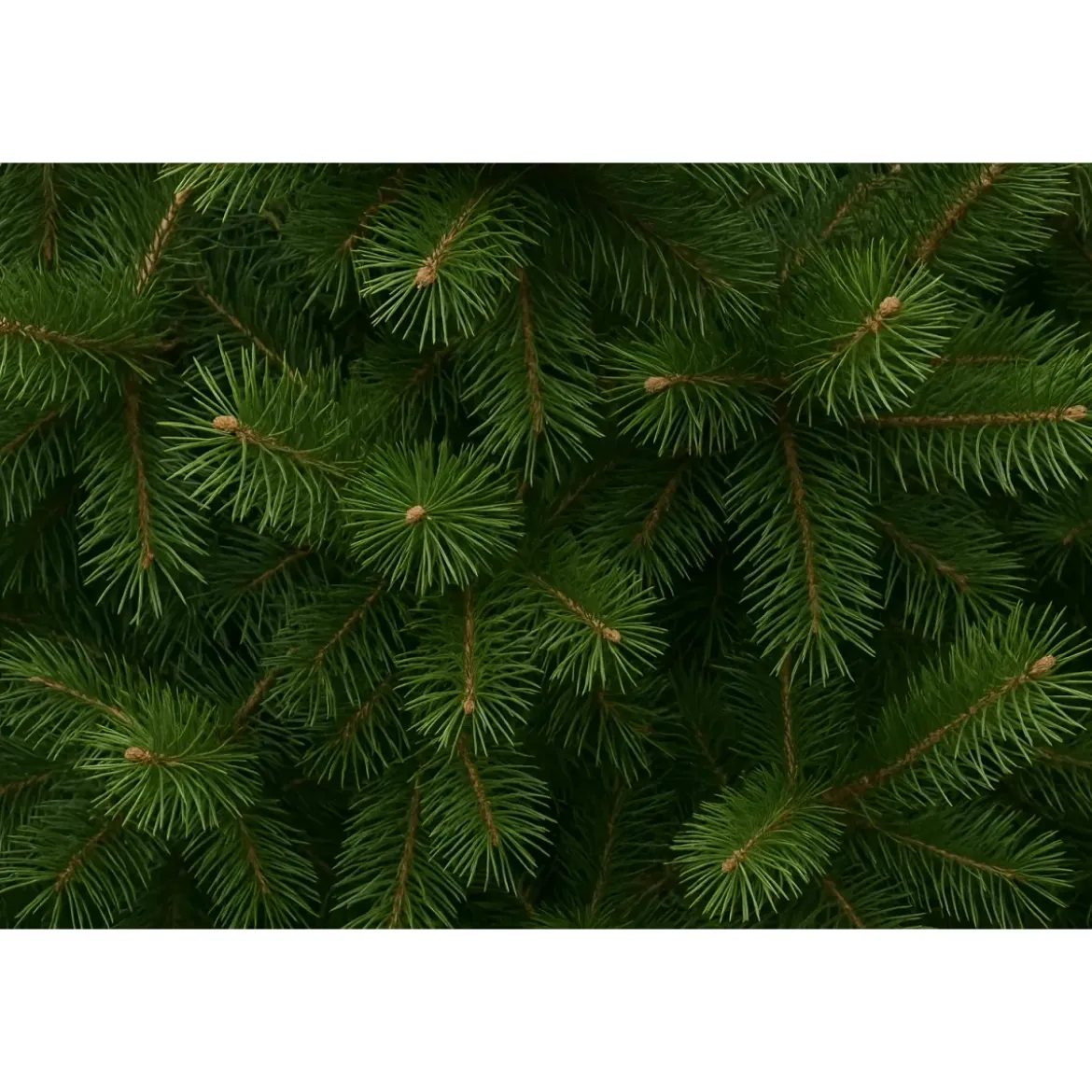 Albero di Natale Alto 270 cm Pino Verde Folto Senza Addobbi